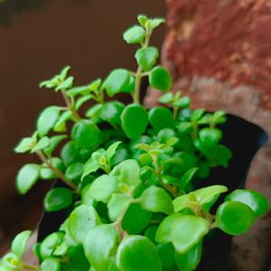Turtle Vine Plant