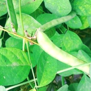 Blue🔷 Aparajita Flower Seeds