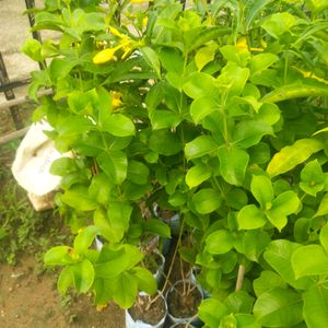 Yellow Almonda Flower Plant With Healthy Root