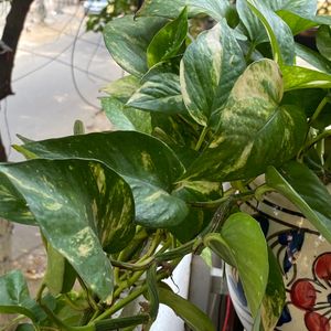 Golden Pothos (Also known as Money Plant)