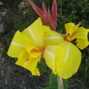 Variegated Canna Id-striped Beauty