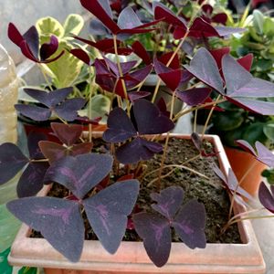 Oxalis Bulbs and Coleus