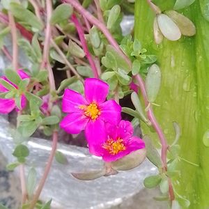 Pink Flower Shapling A Pack Of 3 Cutting