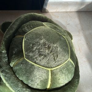 Cute Turtle