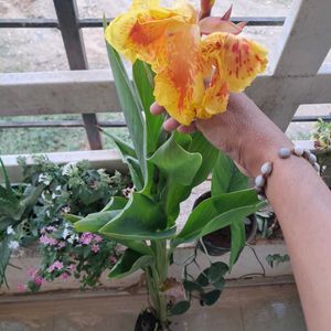 Canna Lily  3Plants