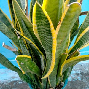 Snake Plant