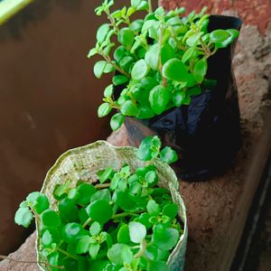 Turtle Vine Plant