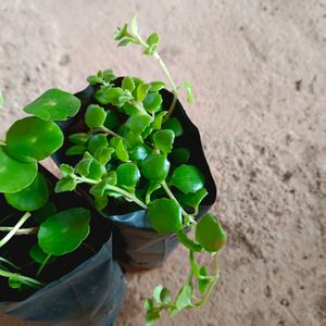 Tangled Heart  And Pennywort Plant