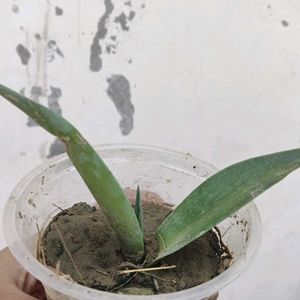 Small Agave Attenuata Plant