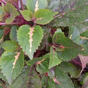 Coleus 3rd Type