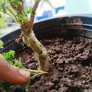 Aralia Bonsai Plant Well Rooted