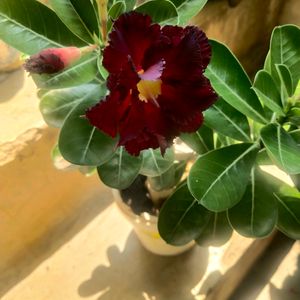 Adenium Desert Roz Mock Azaliya