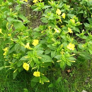 Yellow 4 Oclock Flower Seeds