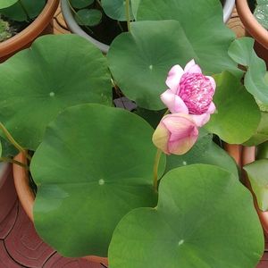 Lotus Plant Rizohme