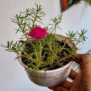 🌵Portulaca grandiflora plant & Pot