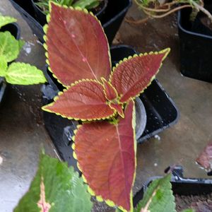 Coleus Cutting