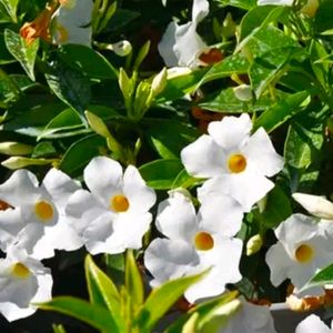 Combo Of 2 Color Mandevilla Flowering Plant