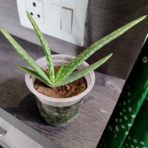 ALOEVERA HEALTHY PLANT