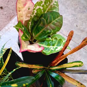 3 Different Varieties Of Croton Plant