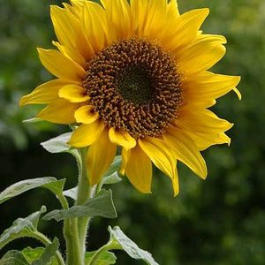 Sunflower Helianthus Flower Seed
