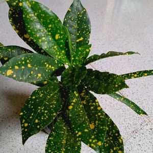 4 Varieties Of Croton Plant