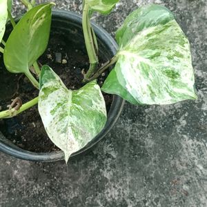 Manjula And Neon Pothos Fully Rooted Plant