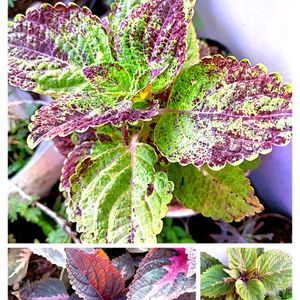 3 Type Of Coleus