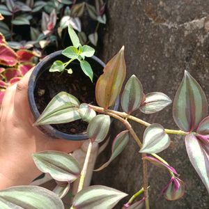 Wandering Jew Plant With Pot