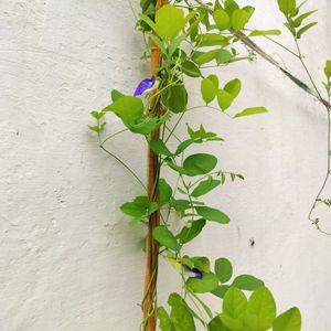 Single Petal Blue Aprajita Plant