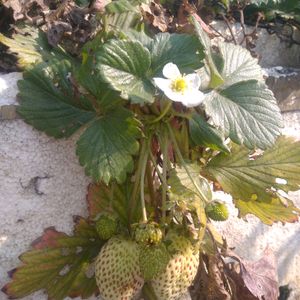 Horticulture Hybrid Strawberry Plant