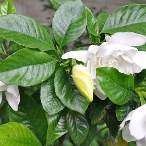 Cape Jasmine Plant Cutting Pack Of 1