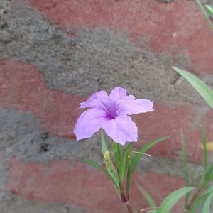 Ruellia simplex Plant