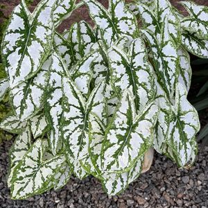 Xmas Caladium Dwarf With Bulb