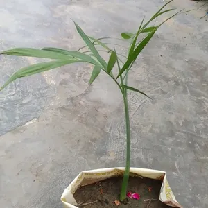 Bamboo Palm Plant