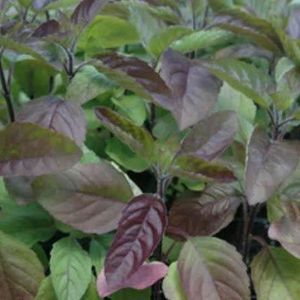 Organic Purple Leaf Basil Seeds ( Krishna/ Shyam Tulsi)