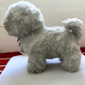 Dog Soft Toy