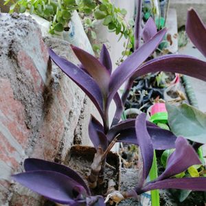 2 Adenium 7 Plant Combo