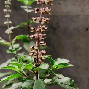 Tulsi Plant, Rama Holy Basil