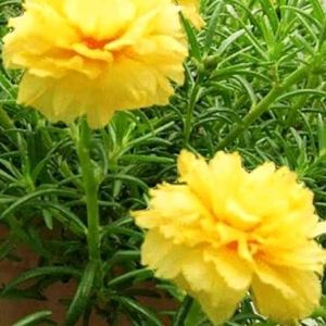 Offer 🎉 Combo Of 4 Portulaca 💐🌸🍀