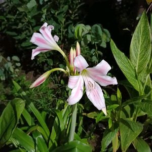 Crinum Lily Bulb Available