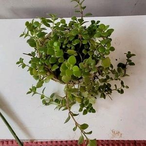 Pilea Depressa Plant & Pot