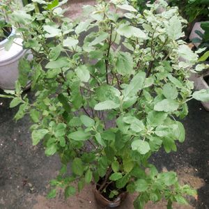 Vairegated Big Size Healthy Tulsi Plant With Root