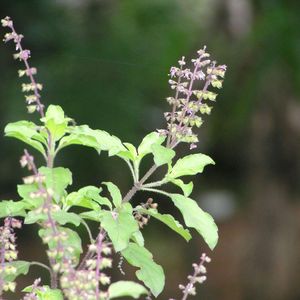 Tulsi Plant, Rama Holy Basil