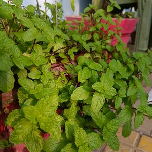 Pudina/ Mint Plants