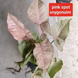 Philo And snygonuima(4 Varieties)