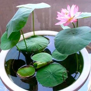 Organik Lotus Flower Seeds 4 To 5