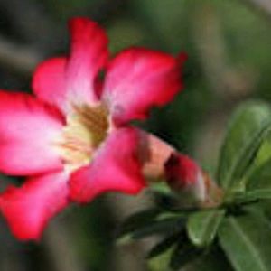 Natural Desert Rose Andenium