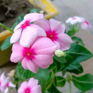 Light Pink Hybrid Periwinkle Sadabahar Seeds