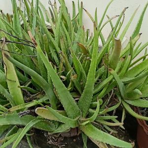 Aloe Vera Plant 🌵