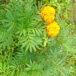 Marigold Flower Plant